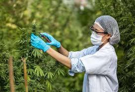 insightfulmagazine com